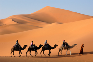 the Garda Desert - dromedaries